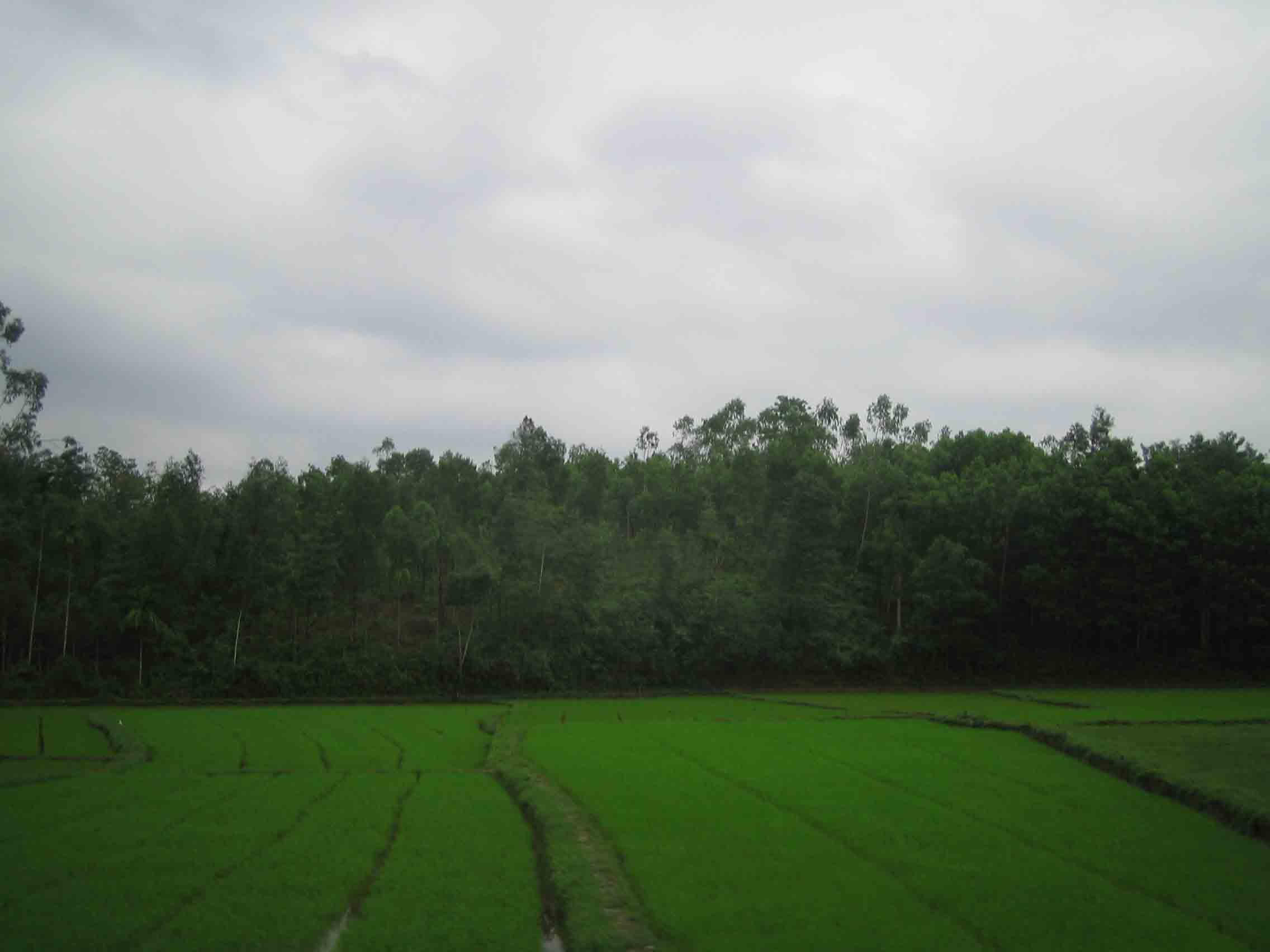 Rice paddies outside Da Nang, Vietnam.